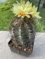 Preview: Astrophytum capricorne